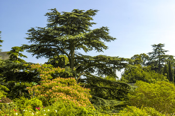 Krim, Weltberühmter botanischer Garten von Nikita, Ukraine, Jal