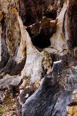 Old wood tree root detail.