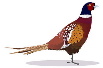 Fototapeta premium Cartoon male common pheasant vector illustration isolated on white background. Wild bird colorful icon.