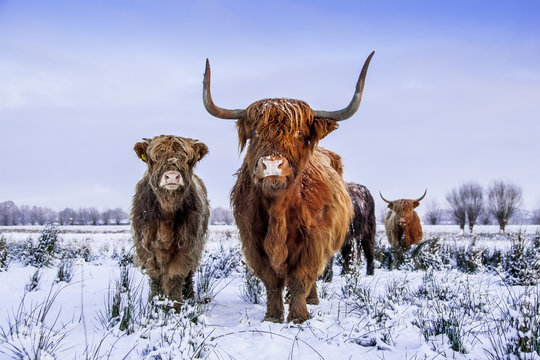 Scottish highlanders in a winter scenery