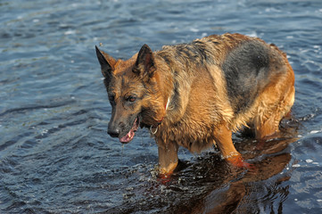 Large German Shepherd plays fetch in the