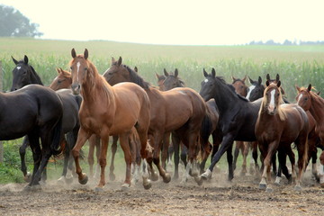 don`t stop us, a herd of beautiful wild horses running over dusty ground