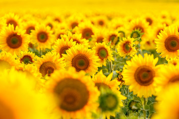 Sunflower field, backlit.