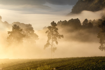 Misty morning sunrise in strawberry garden, View of Morning Mist at doi angkhang Mountain, Chiang Mai, Thailand