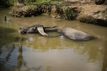 Fototapeta premium Mekong Water Buffalo