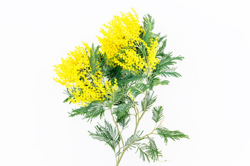 Branch of mimosa on white background. Flat lay, top view.