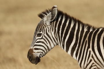 Fototapeta na wymiar Zebra primo piano