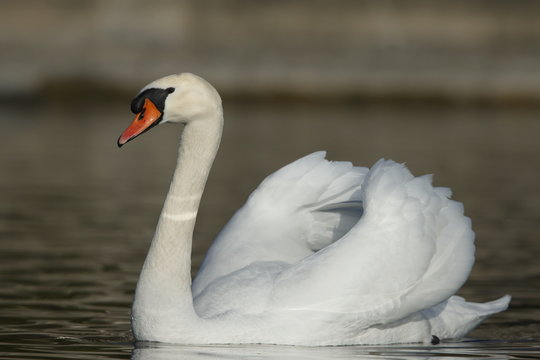 Cigno reale in parata nuziale