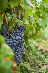 Bunch of blue grapes