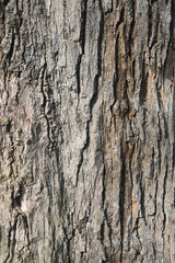 Texture of oak bark, close