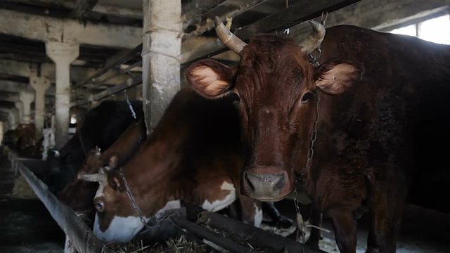 Cows in the farm, Unsanitary conditions