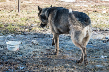 Fototapeta premium The guard dog on the chain comes to a bowl of water