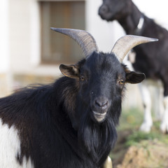 Male goat