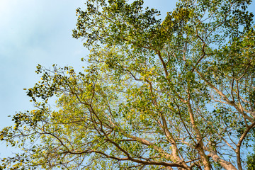Giant stem of pterocarpus indicus tree against sun on summer day.