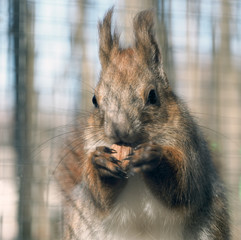 Squirrel keeping the nut close-up