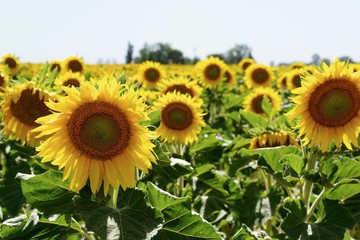 Campo de Girasoles con cielo