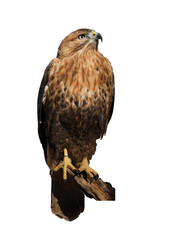 Hawk eagle isolated at white
