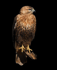 Hawk eagle sitting  isolated at black