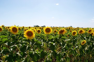 Obraz premium Campo de Girasoles con cielo