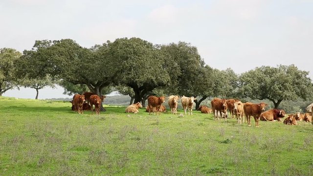 herd of brown cows grazing in the countryside