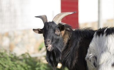 Male goat