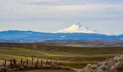 Mt. Hood Viewed From the Fence Line as the Winter Wheat Starts to Grow 