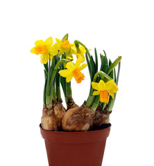 Narzissen / Osterglocken - Blumen mit Blumenzwiebeln im Topf - Freisteller, freigestellt / isoliert, weißer Hintergrund