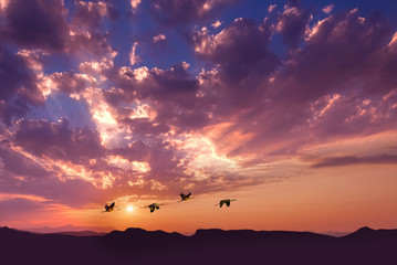 Birds flying against evening sunset panoramic view