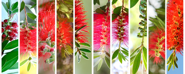 Bottlebrushes Australian plants set