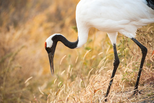 Red-crowned crane hunting, Baicheng, Jilin, China