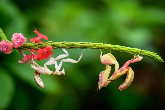 Two mantis insects on a plant, Teluk Bahang, Penang, 