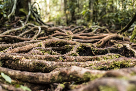 Roots in jungle, Tanjung Putting National Park, Kalimantan, Indonesia
