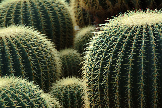 Group of cacti