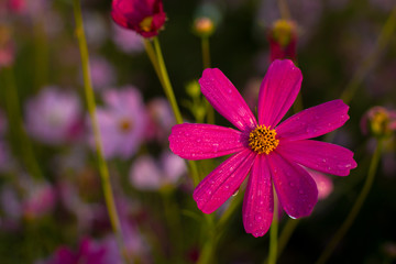 Cosmos,Kosmos,Celosia flower. © Hamajones