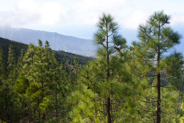 Beautiful panorama of pine forest with sunny summer day. Coniferous trees. Sustainable ecosystem. Tenerife, Teide volcano, Canary islands, Spain
