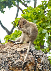 Monkey on the car is eating Thailand