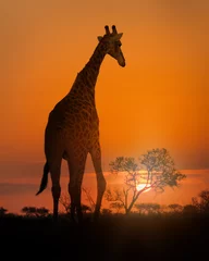 Papier Peint photo Girafe African Giraffe Walking at Sunset