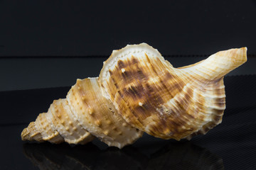 Beautiful sea shell on a black background