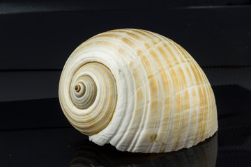 Beautiful sea shell on a black background