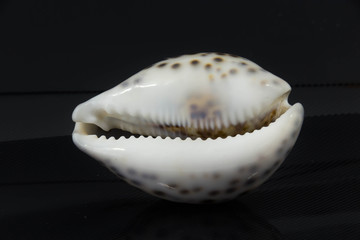Beautiful sea shell on a black background