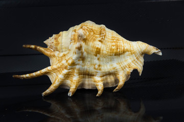 Beautiful sea shell on a black background