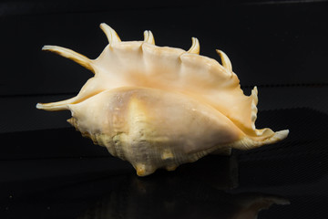 Beautiful sea shell on a black background