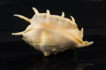 Beautiful sea shell on a black background