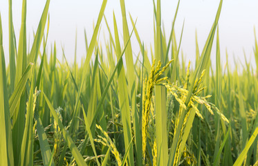 Obraz premium field of rice and grains
