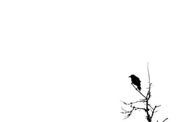 Minimalist bird sparrow silhouette at top of tree