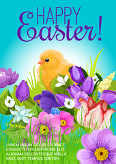 Easter greeting vector poster of chick and flowers