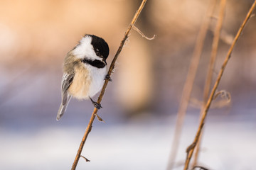 Small bird sitting on a tree branch