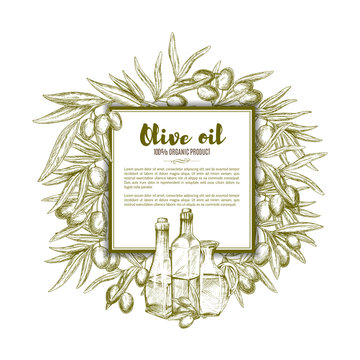 Olive oil vector sketch poster