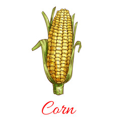 Corn vegetable vector isolated sketch icon