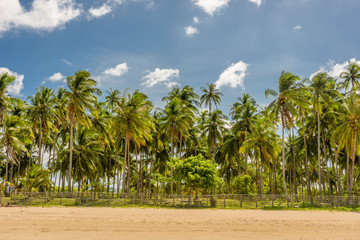 Fototapeta na wymiar Scenic view of the nature of Nacpan beach in El Nido, Palawan, Philippines